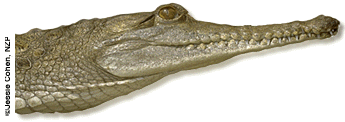 Johnson's crocodile