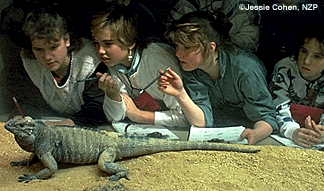 Kids looking at iguana
