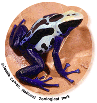 Poison Arrow frog