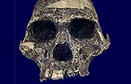 Australopithecus Skull (cast)
