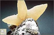 Calcite Starfish