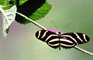Butterfly on plant branch