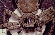 Large hunting spider