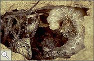 Mud dauber wasp nest