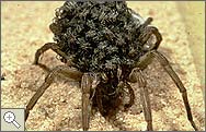 Wolf spider with spiderlings on its back.