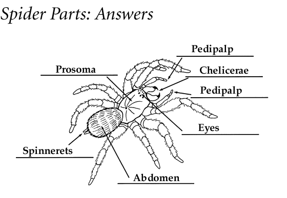 Arthropods Characteristics