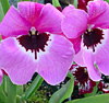 Orchids