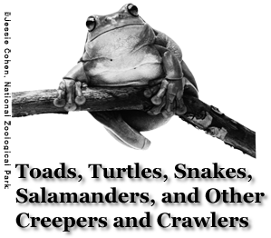 Black and white frog. Subtitle: Toads, Turtles, Snakes, Salamanders, and Other Creepers and Crawlers