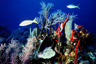 coral reef animals and plants