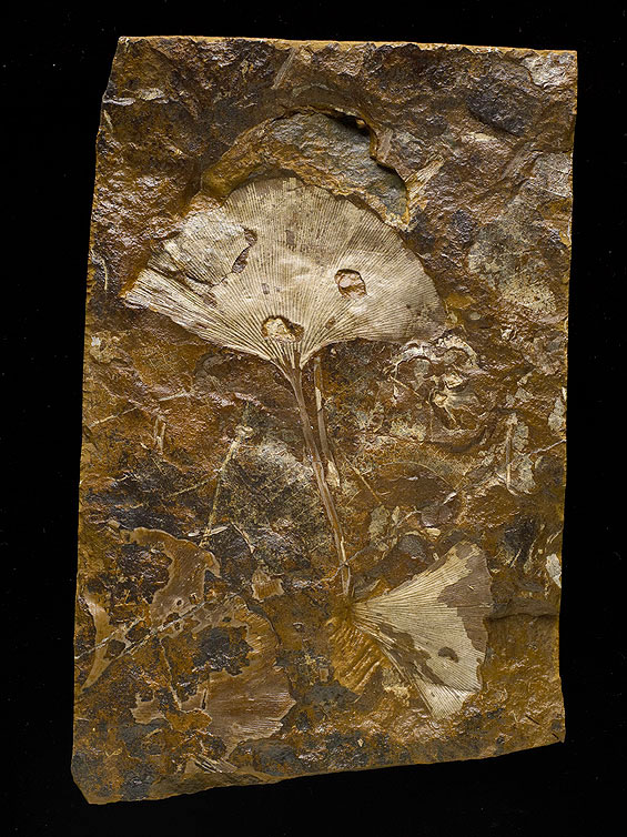 Ginko Fossil