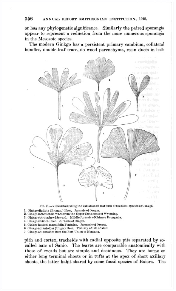 Views illustrating the variation in leaf form of the fossil species of Ginkgo