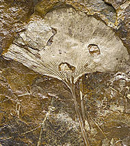 Ginkgo fossil