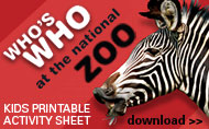 Whos Who at the National Zoo Activity Sheet