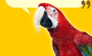 Macaw Image