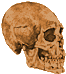 skull.gif (1905 bytes)